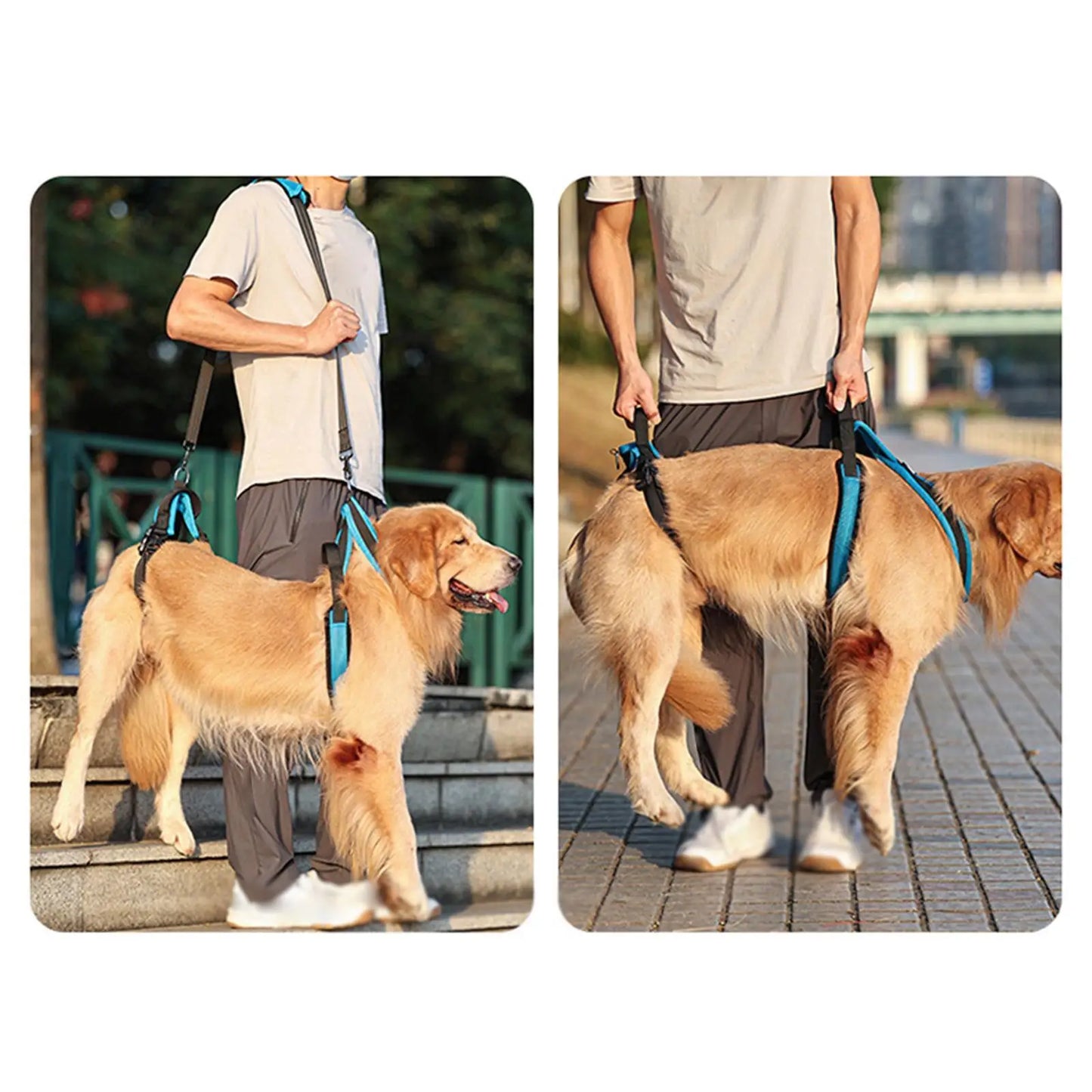 Dog Protective Leash