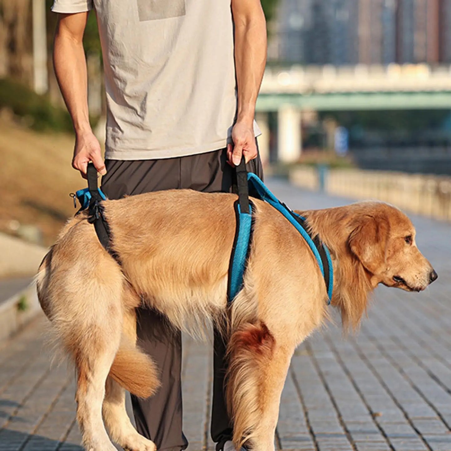 Dog Protective Leash